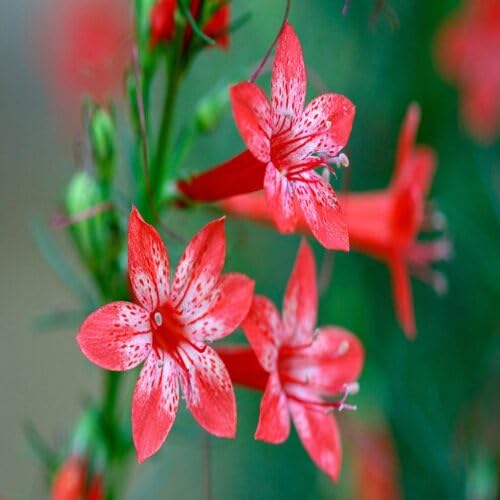 Red Ipomopsis Flower Seeds – Heirloom Non-GMO High Germination Organic Garden Seeds for Planting