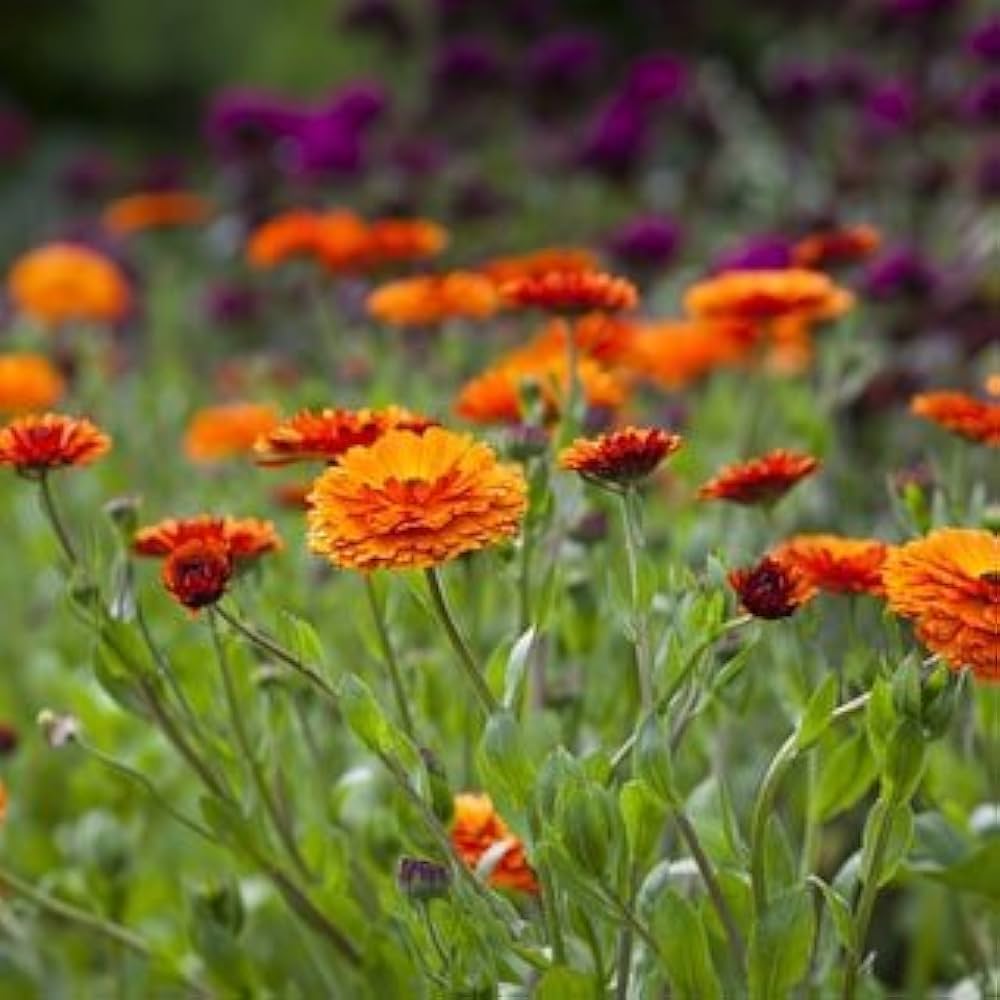 orange pot flower seeds