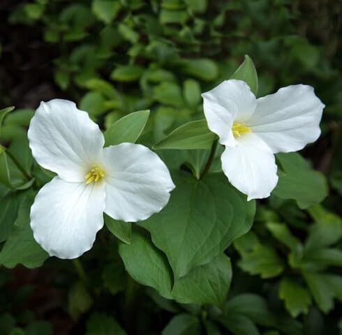 White Trillium Grandiflorum Flower Seeds Heirloom Non-GMO High Germination Organic Garden Seeds for Planting