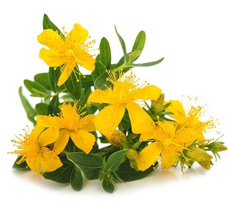 hypericum cerastoides flower yellow heirloom non-gmo seeds