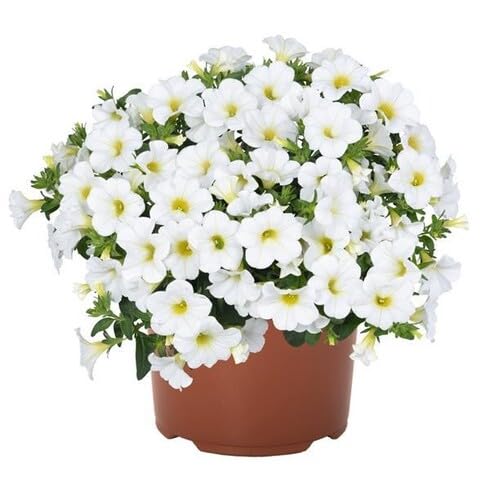 White Calibrachoa Flower Seeds Heirloom Non-GMO High Germination Organic Garden Seeds