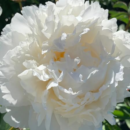 Peony Flower Seeds – Heirloom, Non-GMO, High Germination Organic Garden Seeds for Planting