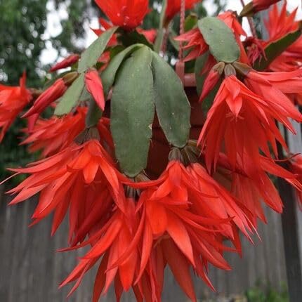 Red Rhipsalidopsis Flower Seeds for Planting – Heirloom Non-GMO High Germination Organic Garden Seeds