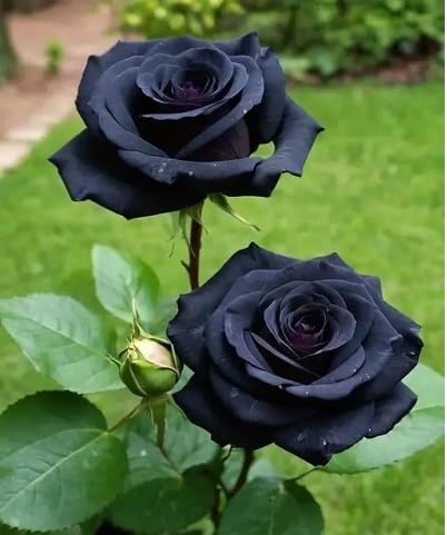 Black Climbing Rose Flower Seeds for Planting – Heirloom Non-GMO High Germination Organic Garden Seeds