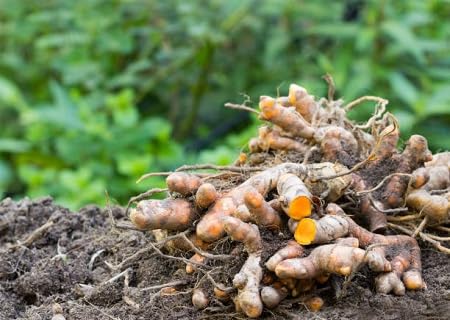 Turmeric Plant Seeds Brown Heirloom Non-GMO High Germination Organic Garden Seeds