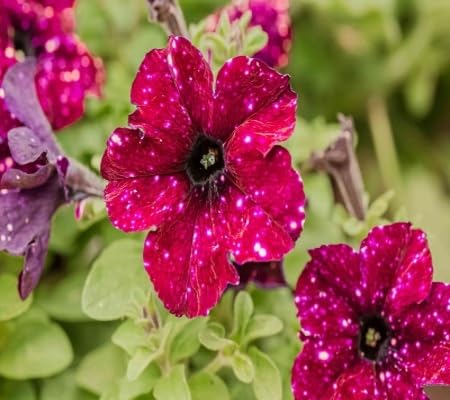 Starry Petunia Flower Seeds – Heirloom, Non-GMO, High Germination Organic Garden Seeds
