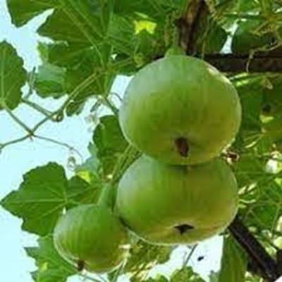 Tinda Seeds – Heirloom, Non-GMO, High Germination Organic Garden Seeds Planting