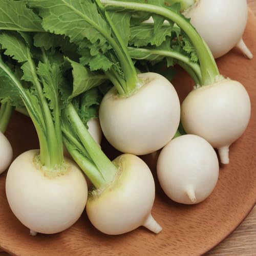 White Turnip Seeds – Heirloom, Non-GMO, High Germination Organic Garden Seeds Planting