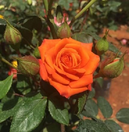 Rose Flower Seeds for Planting – Heirloom Non-GMO High Germination Organic Garden Seeds