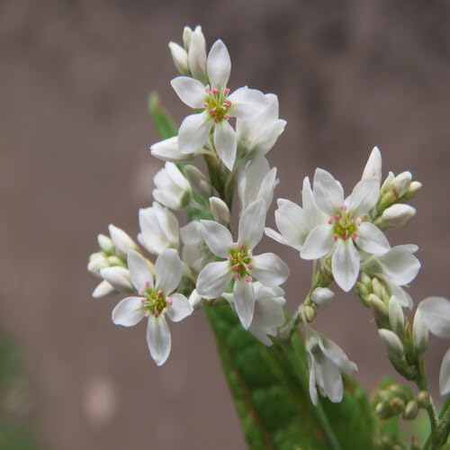 White Fagopyrum Flower Seeds – Heirloom, Non-GMO, High Germination Organic Garden Seeds for Planting