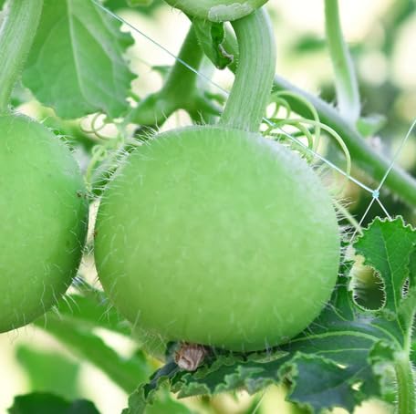 Green Tinda Seeds – Heirloom, Non-GMO, High Germination Organic Garden Seeds Planting