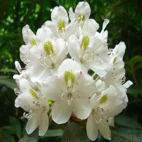 white giant flower seeds