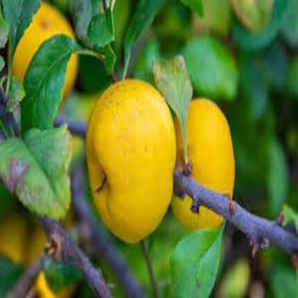 Yellow Quince Fruit Seeds Heirloom Non-GMO High Germination Organic Garden Seeds for Planting