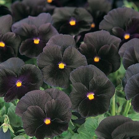 Black Pansy Flower Seeds for Planting – Heirloom Non-GMO High Germination Organic Seeds