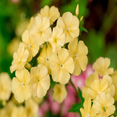 Phlox Yellow Flower Seeds for Planting – Heirloom, Non-GMO, High Germination Organic Garden Seeds