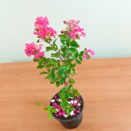 Pink Crape Flower Seeds for Planting – Heirloom Non-GMO High Germination Organic Garden Seeds
