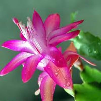 Zygocactus Flower Seeds – Heirloom Non-GMO High Germination Organic Garden Seeds