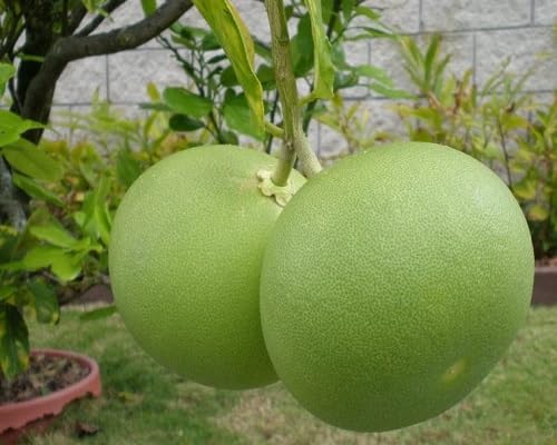 Green Citrus Maxima Seeds – Heirloom, Non-GMO, High Germination Organic Garden Seeds