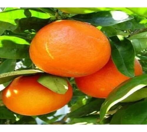 Orange Seeds Orange – Heirloom, Non-GMO, High Germination Organic Garden Seeds