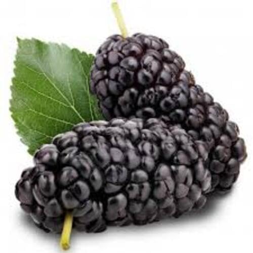 Black Mulberry Seeds for Planting – Heirloom Non-GMO High Germination Organic Garden Seeds