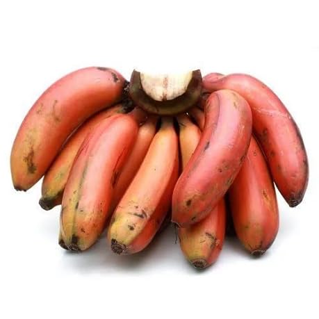Banana Fruit Seeds – Heirloom, Non-GMO, High Germination Organic Garden Seeds