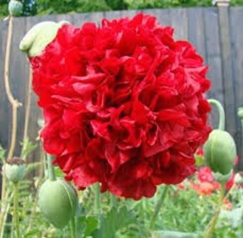 Red Paeoniflorum Flower Seeds – Heirloom, Non-GMO, High Germination Organic Garden Seeds for Planting