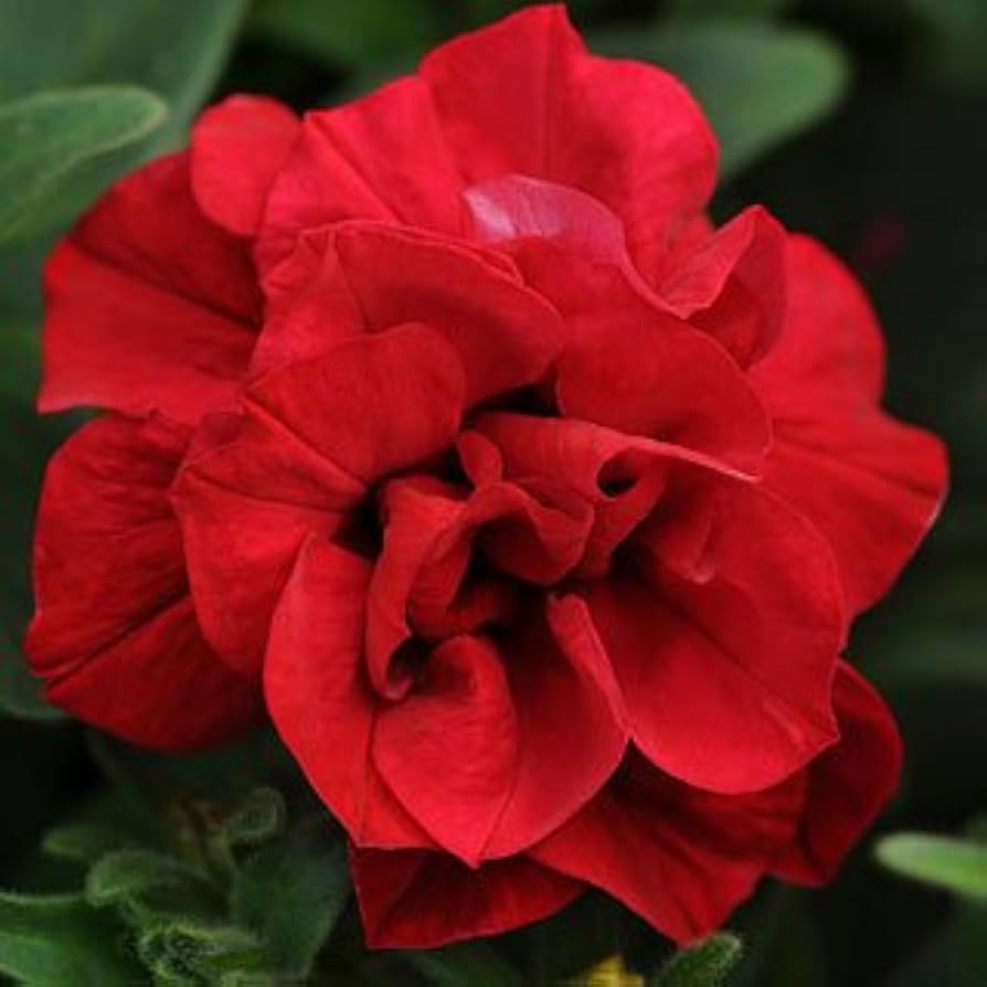 red pelletized flower seeds