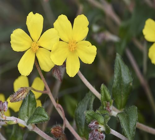 Gelbe Helianthemum-Blumensamen – Alte Sorte, gentechnikfrei, hohe Keimrate, Bio-Garten-Samen zum Pflanzen