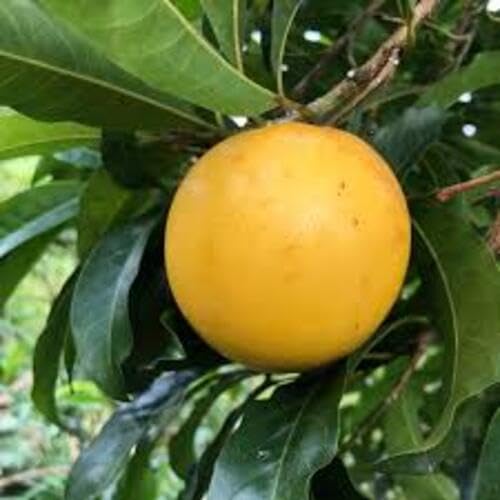 Yellow Caimito Seeds – Heirloom, Non-GMO, High Germination Organic Garden Seeds