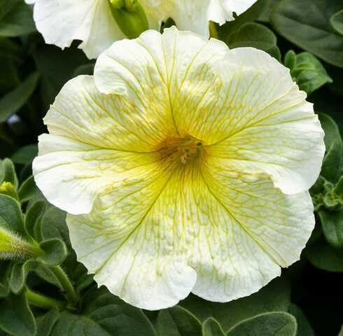 White Yellow Petunia Flower Seeds for Planting | Heirloom Non-GMO Organic
