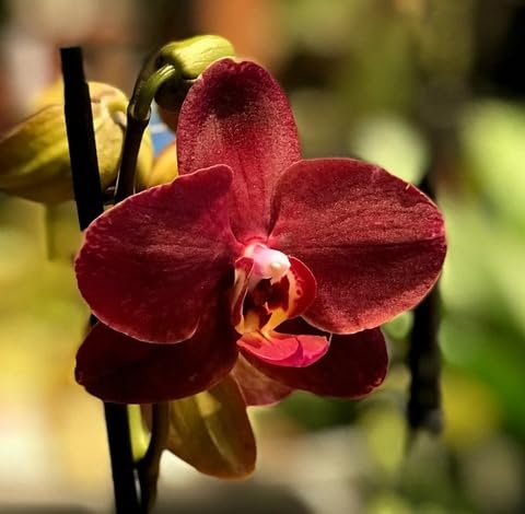 redphalaenopsisflowerheirloomnongmo flower seeds