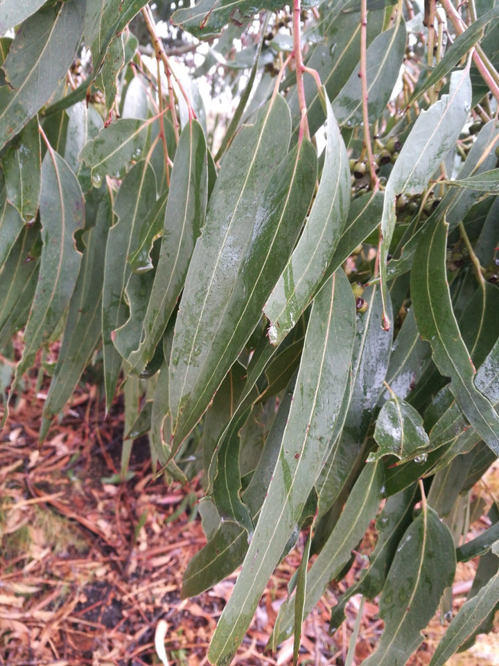 Eucalyptus Nitens Tree Seeds – Heirloom, Non-GMO, High Germination Seeds