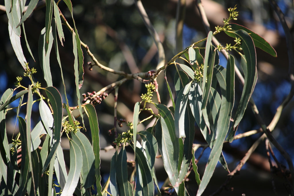 Eucalyptus Nitens Tree Seeds – Heirloom, Non-GMO, High Germination Seeds