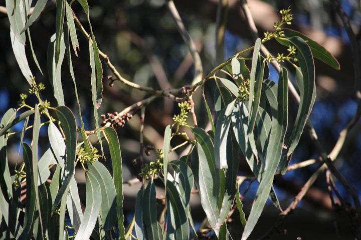 Eucalyptus Nitens Tree Seeds – Heirloom, Non-GMO, High Germination Seeds