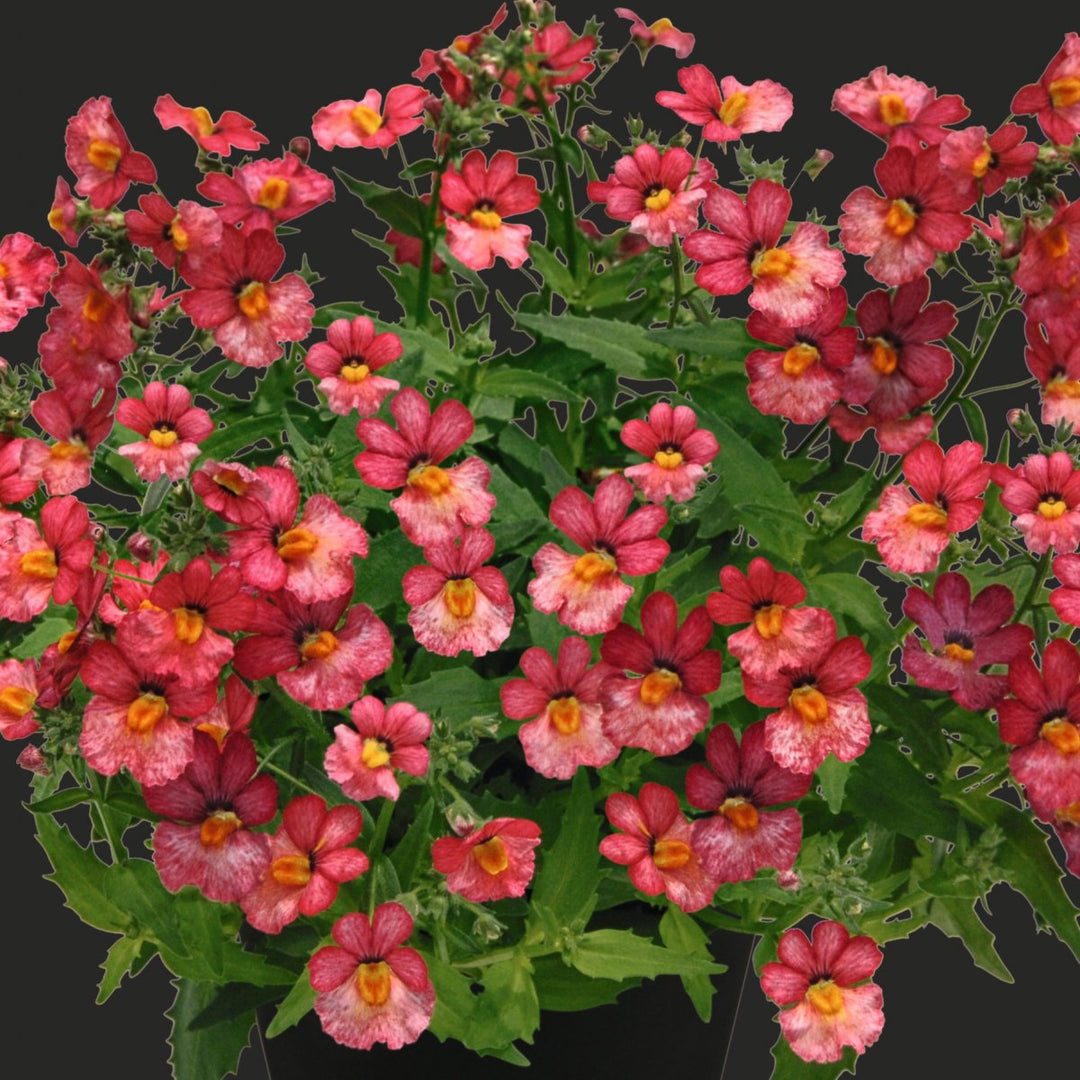 Red Bacopa Flower Seeds for Planting – Heirloom Non-GMO High Germination Organic Seeds