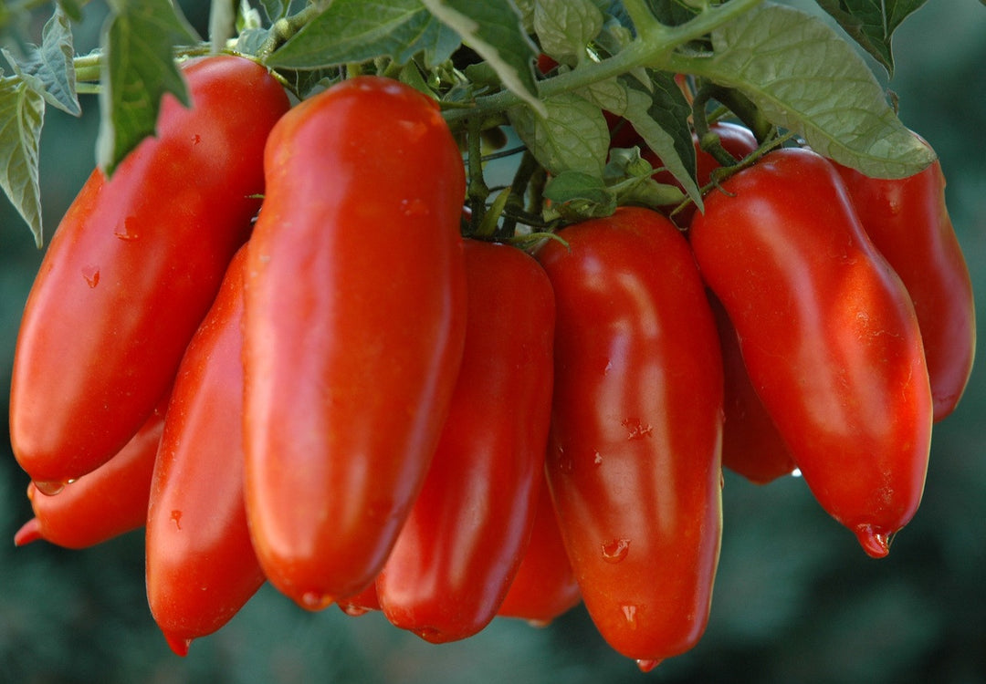 Tomato San Marzano Seeds for Planting – Heirloom Organic High Yield Garden Seeds