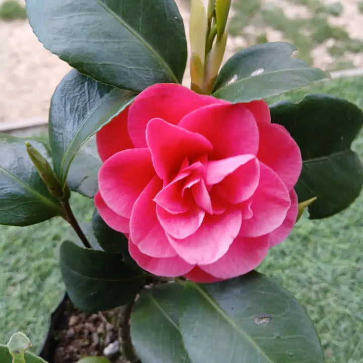 Semillas de flores de camelia rosa oscuro – Cimarrón, sin OMG, alta germinación, semillas orgánicas