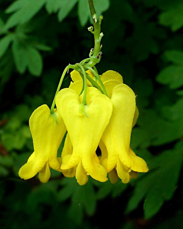 Yellow Cucullaria Flower Seeds – Heirloom, Non-GMO, High Germination Seeds