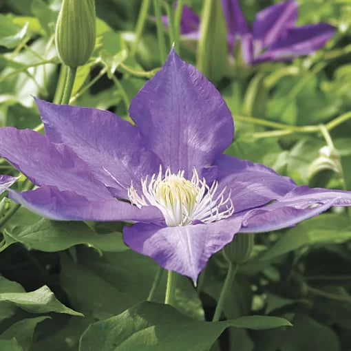 lavender h flower seeds