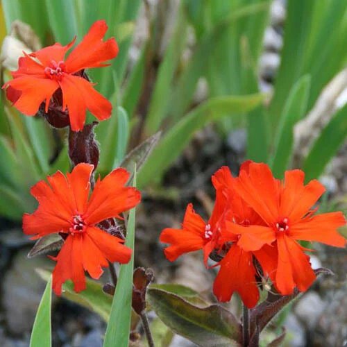 Orange Lychnis Flower Seeds – Heirloom, Non-GMO, High Germination Seeds