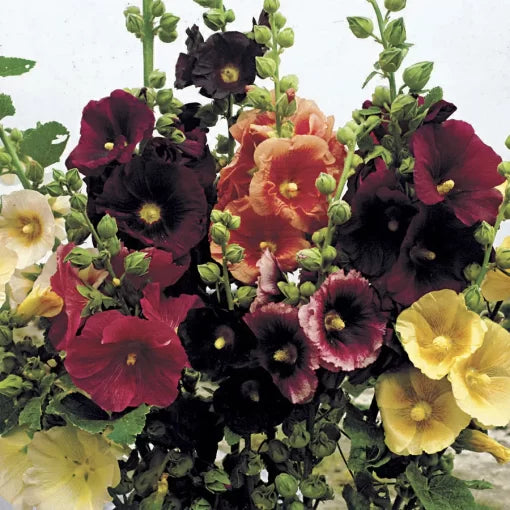 old barnyard flower seeds