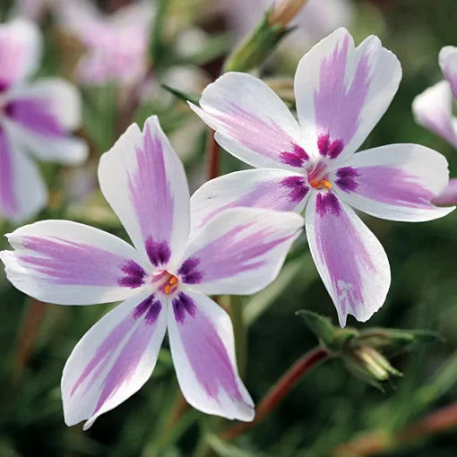 pink white flower seeds