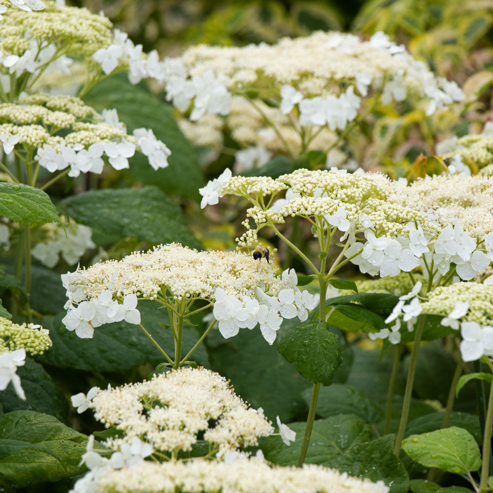 Arborescens Plant herb seeds