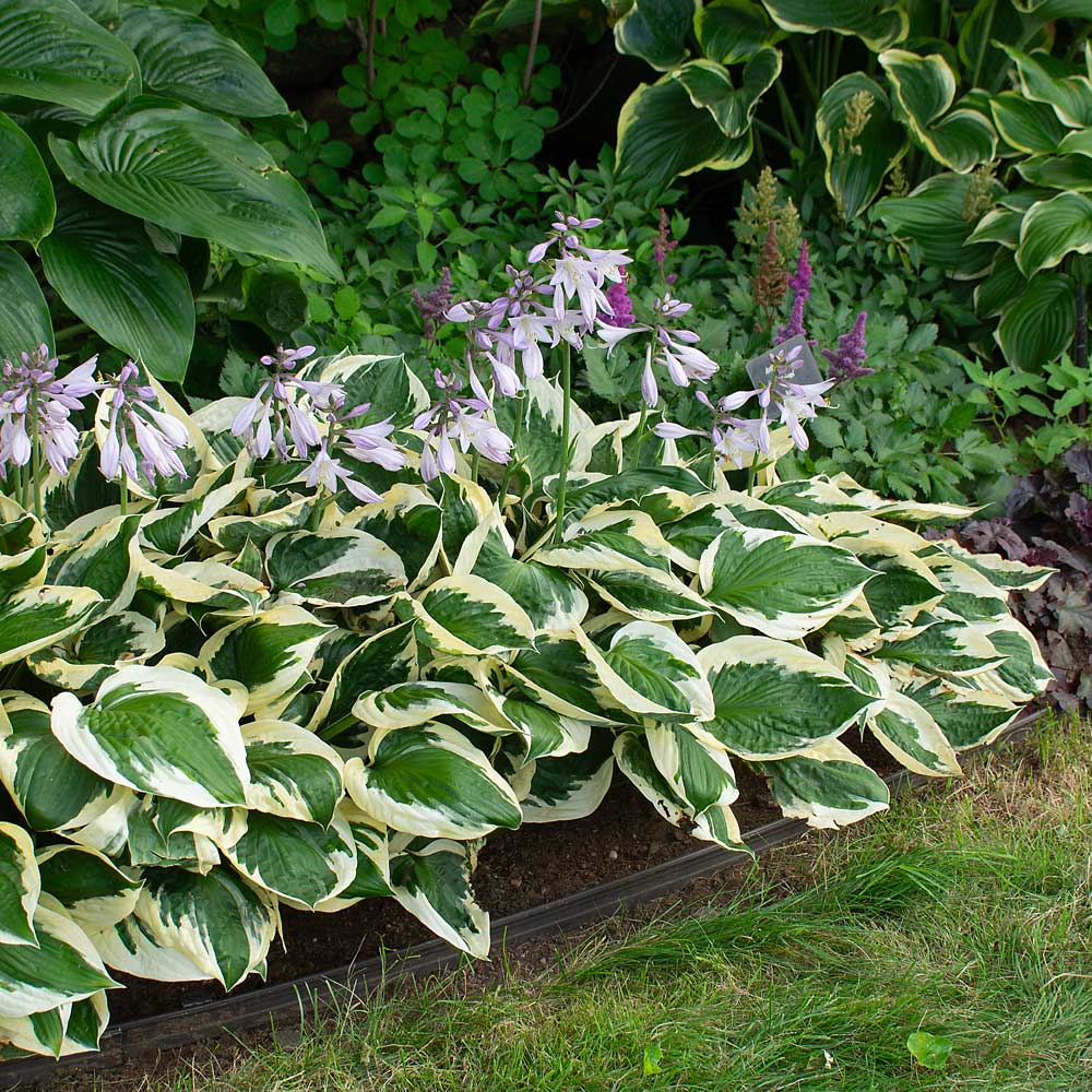hosta perennial lily ground