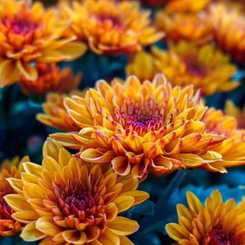 Semillas de flores de crisantemo naranjas para plantar – Semillas cimera no transgénicas de alta germinación