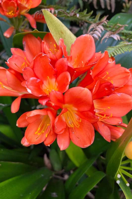 Mixed Clivia Flower Seeds for Planting – Heirloom Non-GMO High Germination Organic Seeds