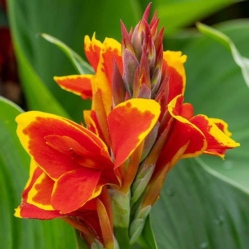 Canna Flower Seeds For Planting And Growing Yellow Red – Heirloom, Non-GMO Organic Garden Seeds