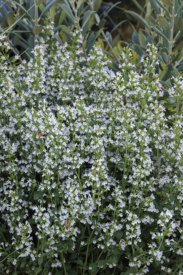 White Calamintha Nepeta Flower Seeds – Heirloom Non-GMO High Germination