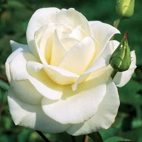 white john flower seeds