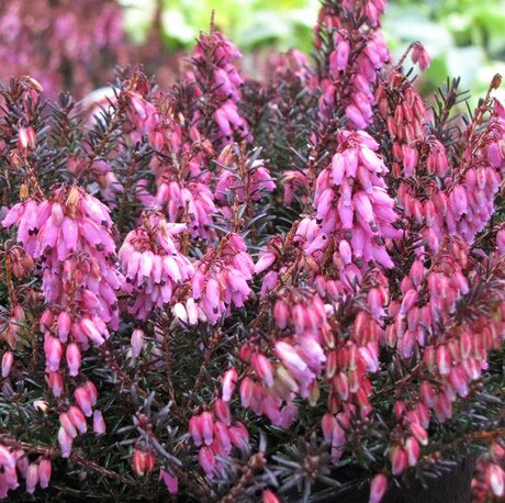 Pink Calluna Flower Seeds – Heirloom, Non-GMO, High Germination Seeds for Planting